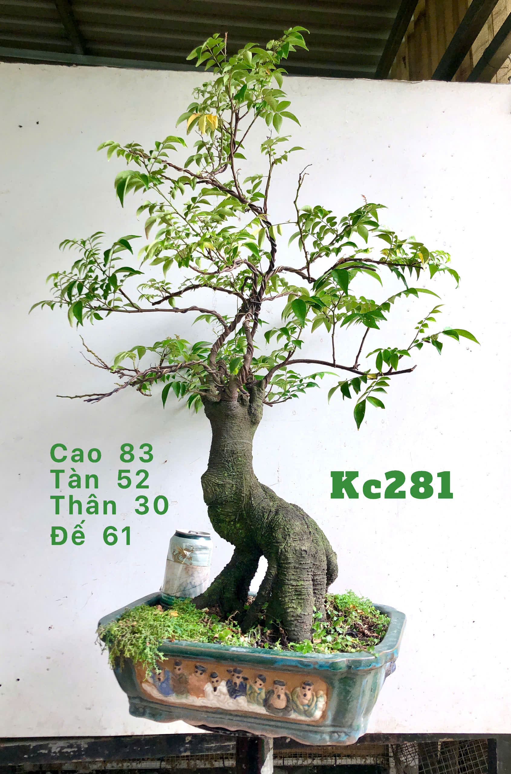 Tổng hợp cây bonsai để bàn